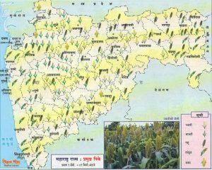 महाराष्ट्र राज्य - प्रमुख पिके